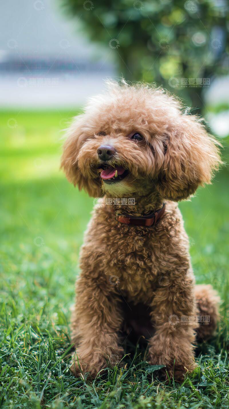 高清大图下载【趣麦麦图】比熊犬  狗狗  摄影