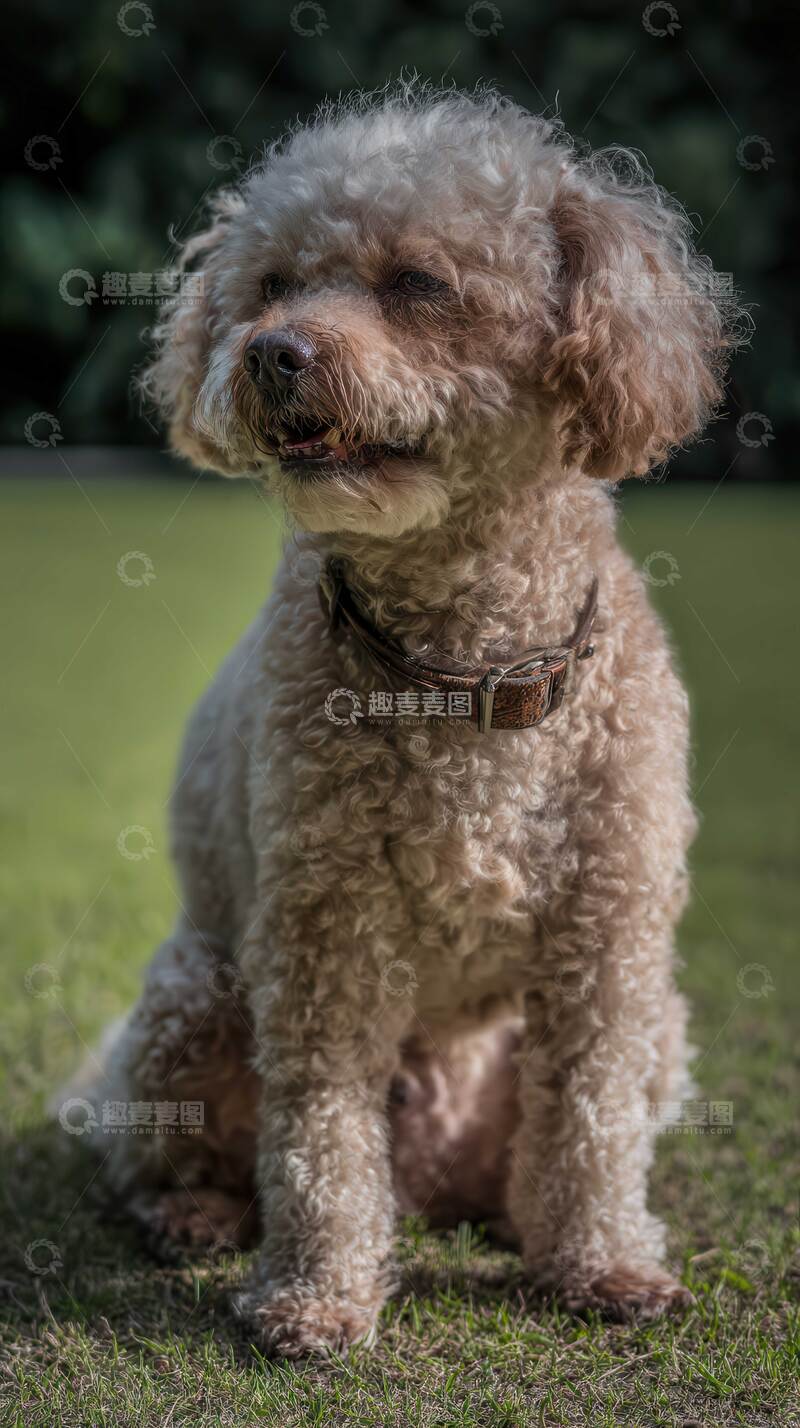 高清大图下载【趣麦麦图】比熊犬  狗狗  可爱