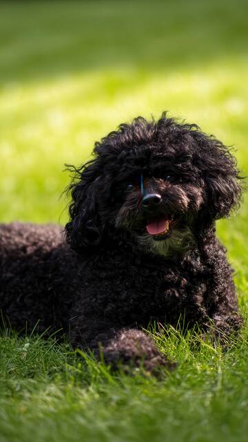 黑色  狗狗   可爱 