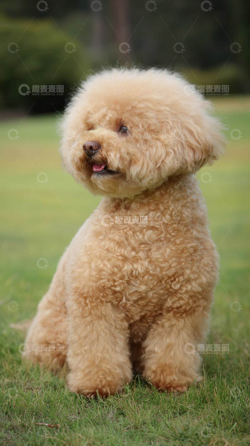 高清大图下载【趣麦麦图】汪星人 可爱  动物