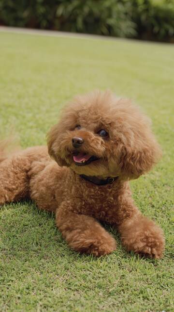 摄影图  狗狗   可爱