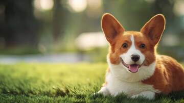  柯基犬  狗狗,汪汪