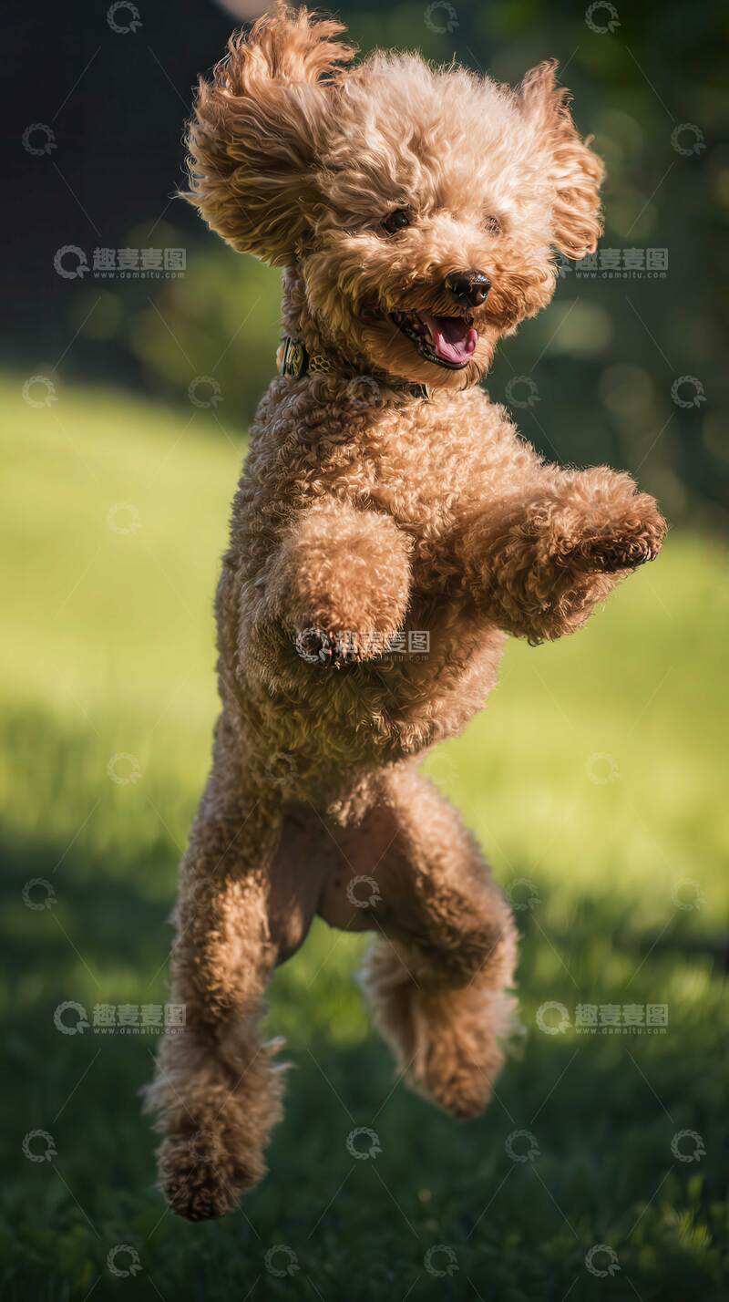 高清大图下载【趣麦麦图】摄影图  狗狗   做动作