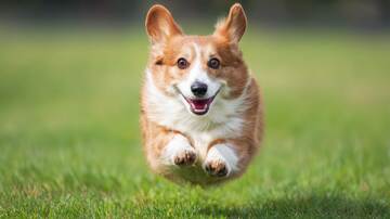  柯基犬  狗狗  奔跑