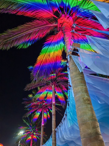 夜景， 棕榈树，灯光秀，1