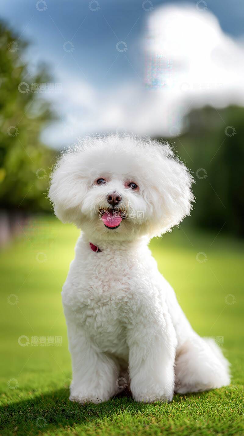 高清大图下载【趣麦麦图】汪星人  墩墩  电臀