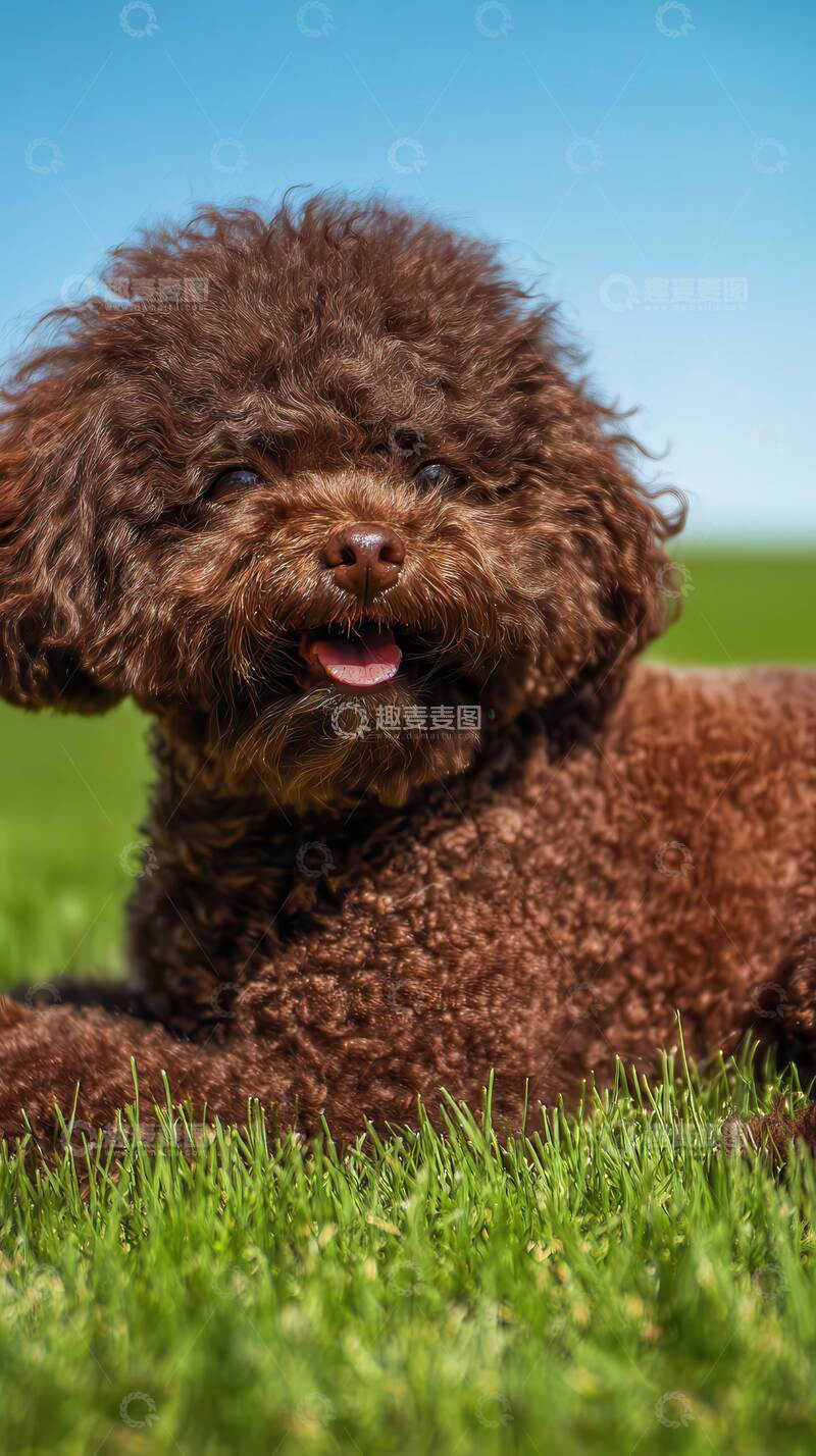 高清大图下载【趣麦麦图】动物 狗狗  动物