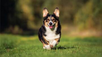 黑白  狗狗   可爱 