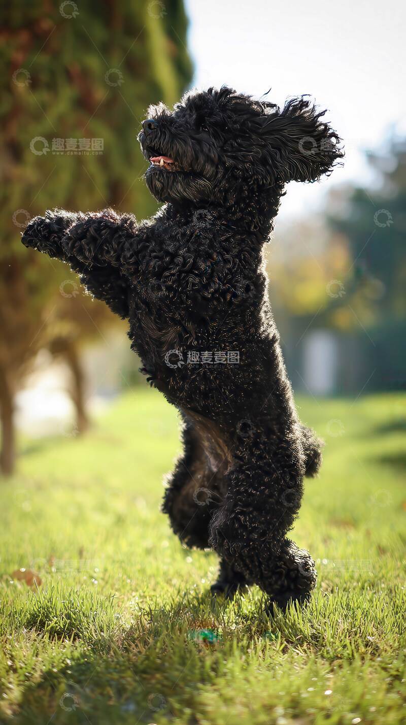 高清大图下载【趣麦麦图】比熊犬  纯黑色   可爱 