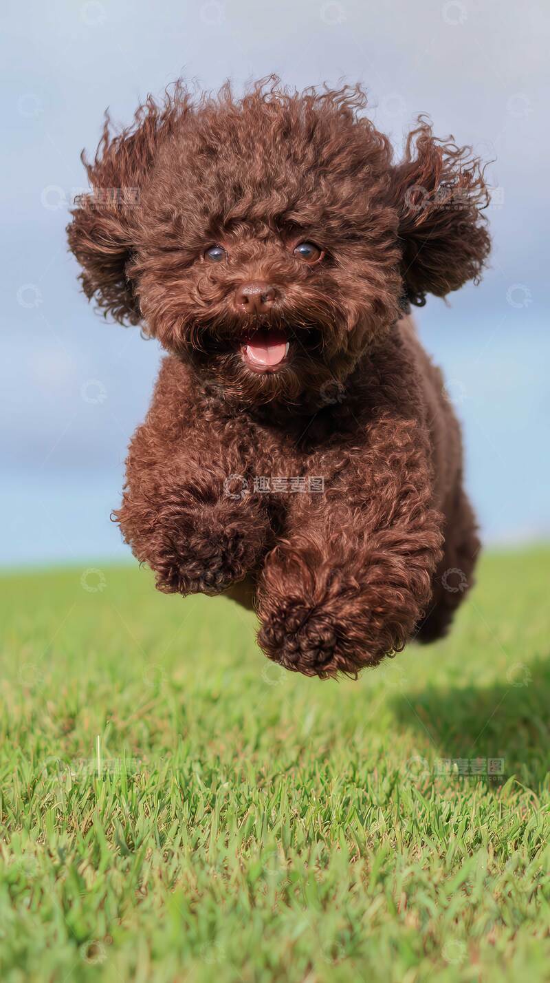 高清大图下载【趣麦麦图】汪星人 萌宠  动物