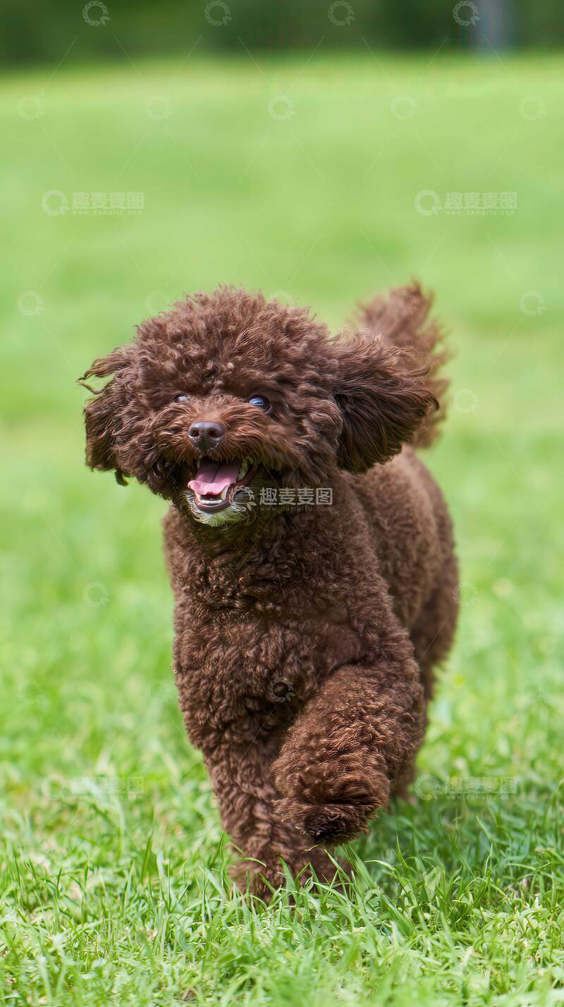 高清大图下载【趣麦麦图】萌宠  狗狗  动物