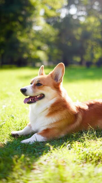  柯基犬  狗狗,动物