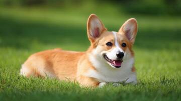  柯基犬  狗狗  趴着