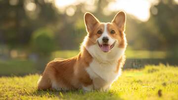  柯基犬   狗狗  汪星人