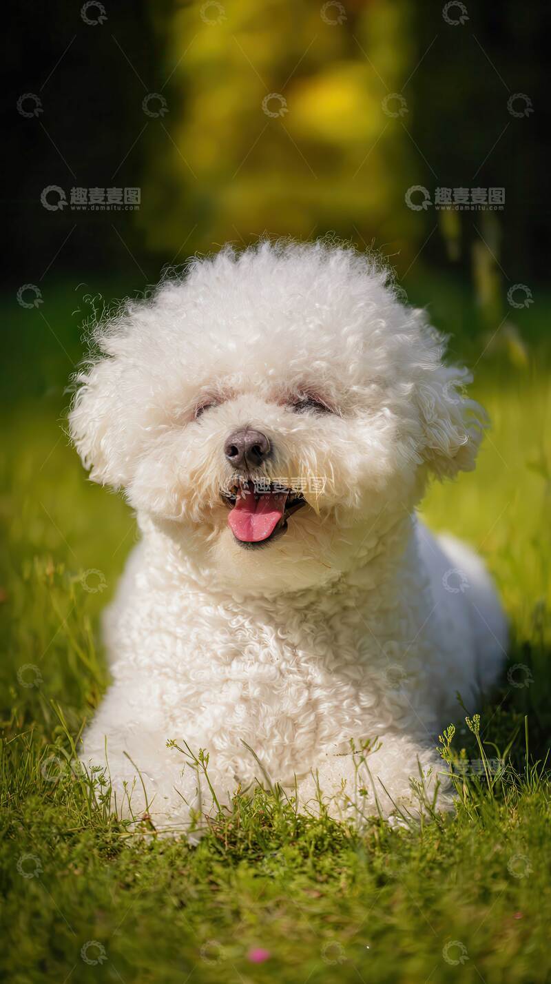 高清大图下载【趣麦麦图】比熊犬  白色  狗狗