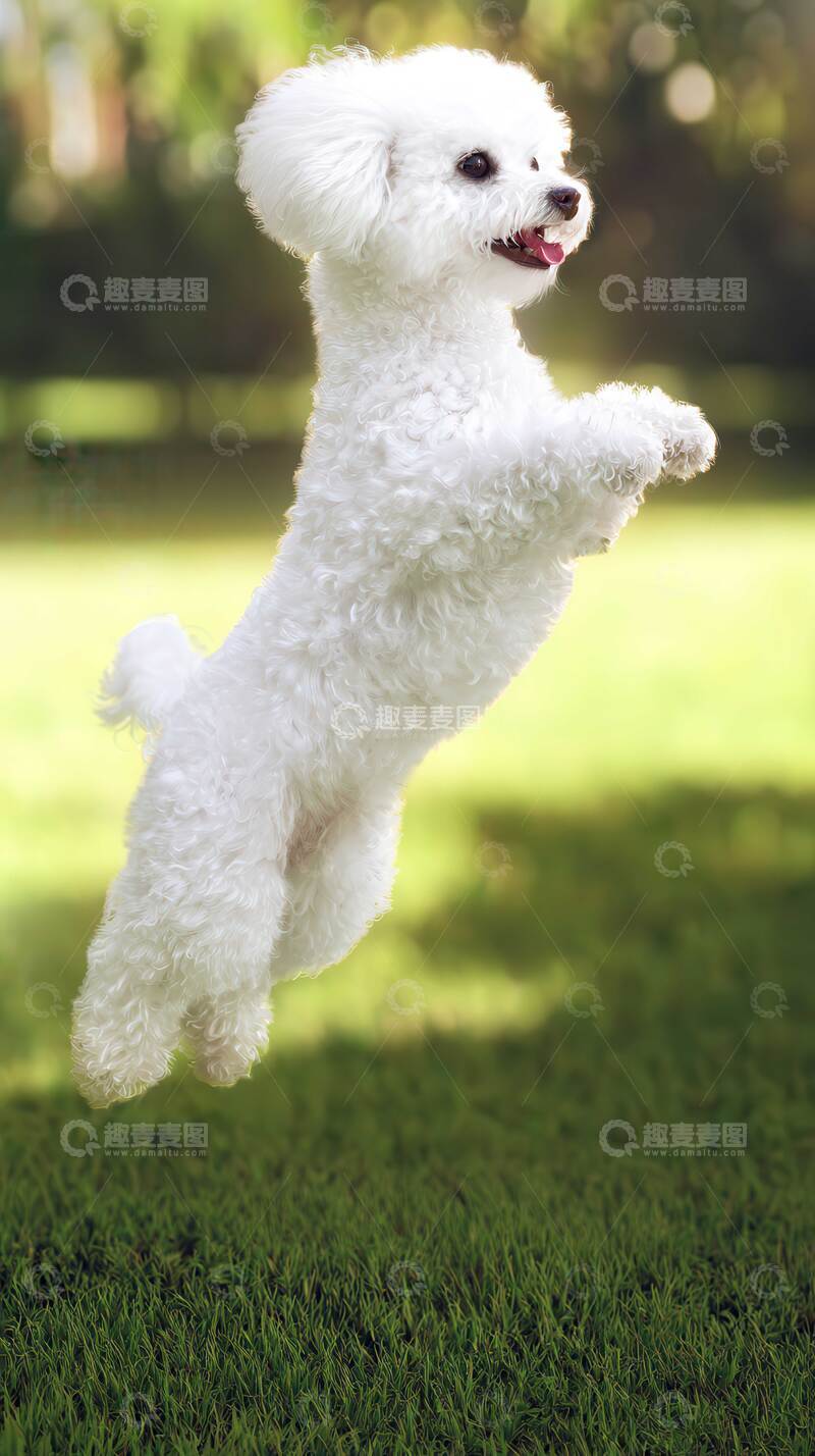 高清大图下载【趣麦麦图】比熊犬,狗狗,摄影图