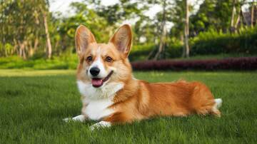  柯基犬  狗狗,摄影图