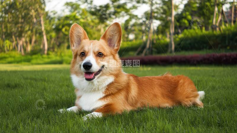 高清大图下载【趣麦麦图】 柯基犬  狗狗,摄影图