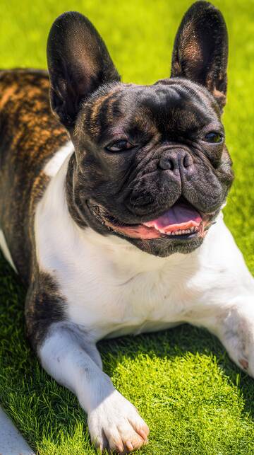 汪星人  憨态  萌萌哒  