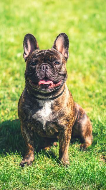 汪星人  憨态  狗狗  