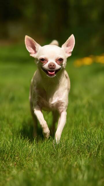 汪星人  汪汪 忠实  