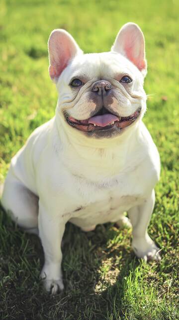 汪星人  萌宠   赤诚