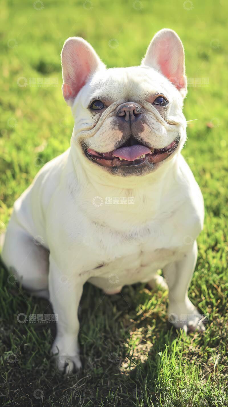 高清大图下载【趣麦麦图】汪星人  萌宠   赤诚
