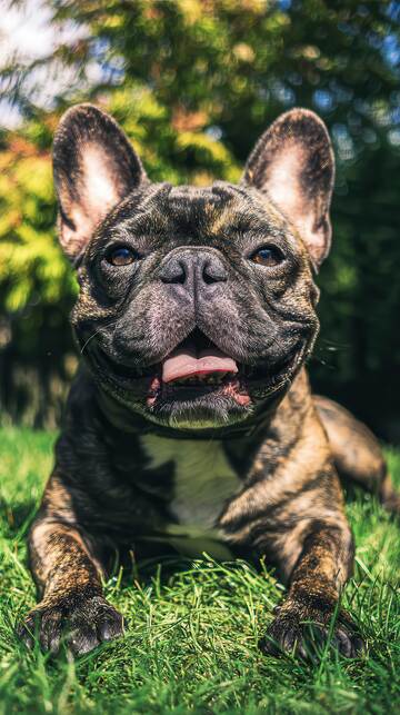 汪星人  憨态  治愈 