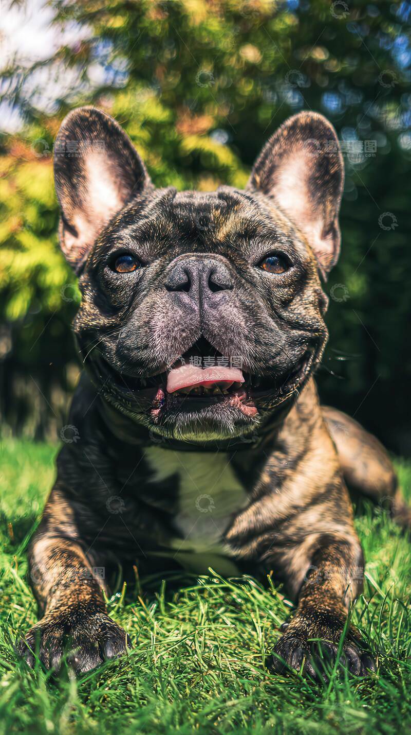 高清大图下载【趣麦麦图】汪星人  憨态  治愈 