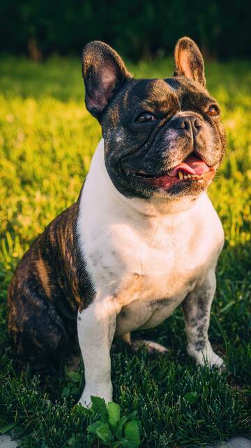 汪星人  憨态  守护  