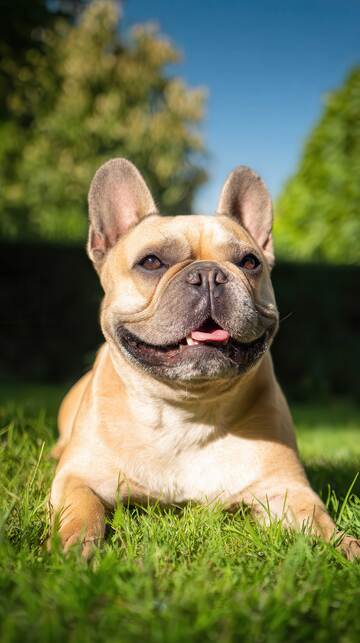 汪星人  汪汪 萌宠