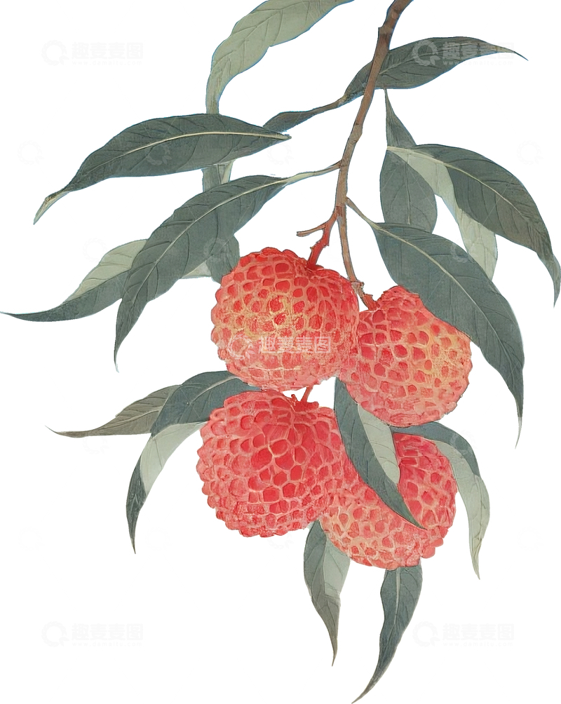源文件下载【趣麦麦图】工笔画荔枝3