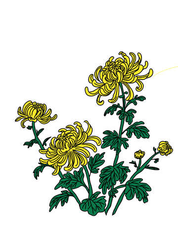 美丽的菊花盛开了