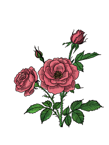 一株红色的月季花