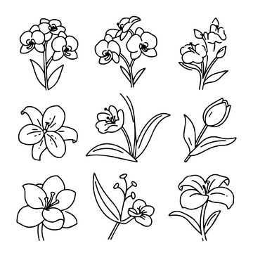 花卉线稿插画简洁经典