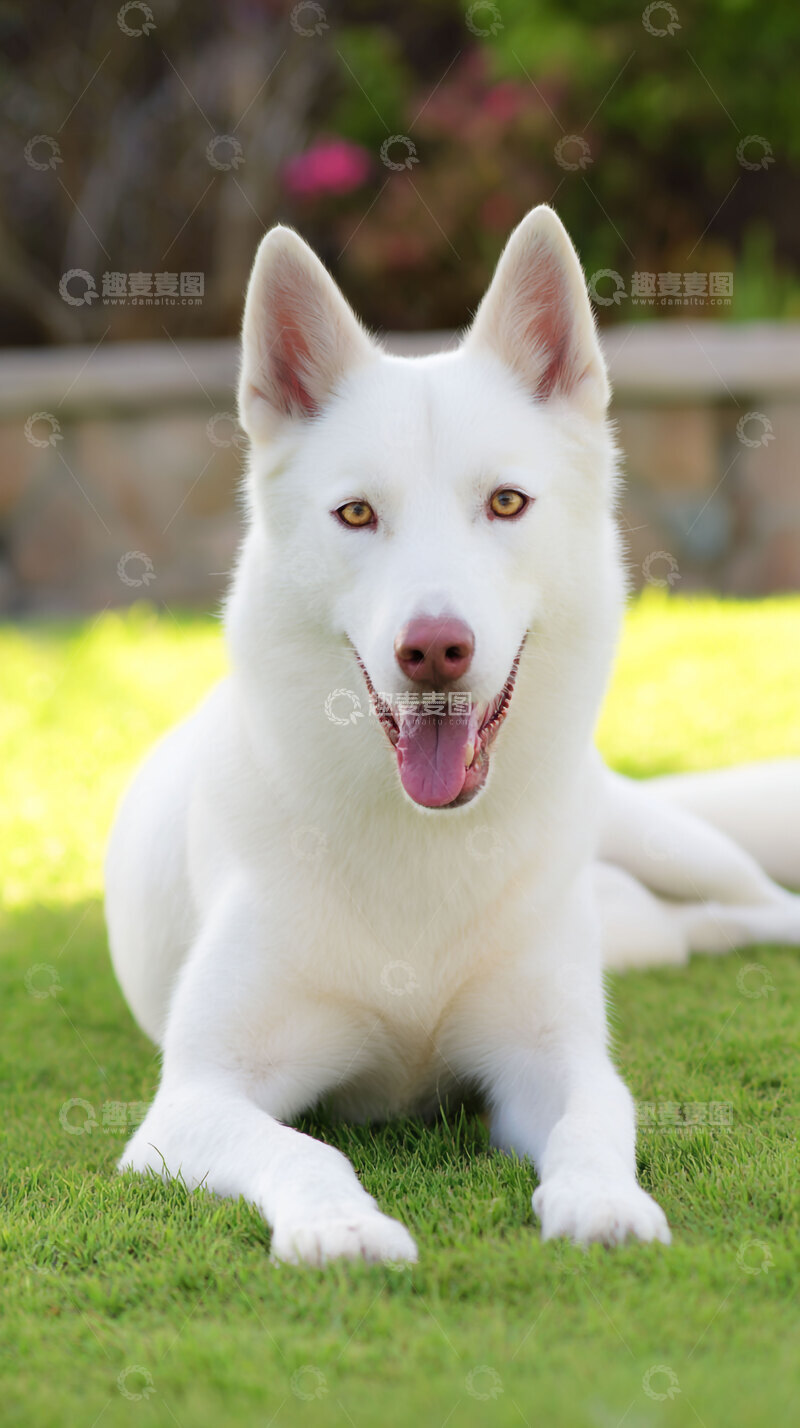 高清大图下载【趣麦麦图】雪橇犬  狗狗   纯白色  