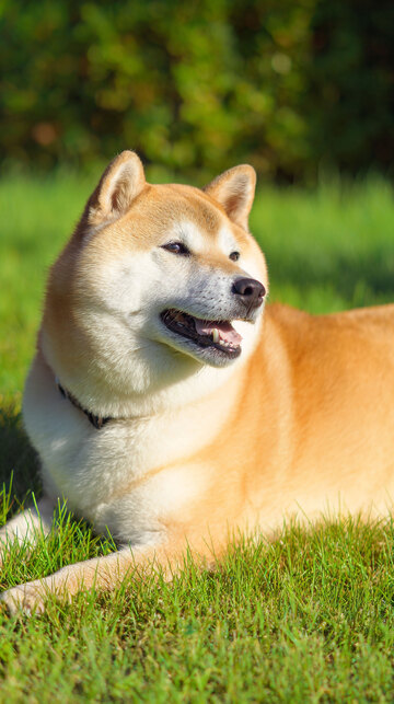 柴犬  狗狗  忠实  