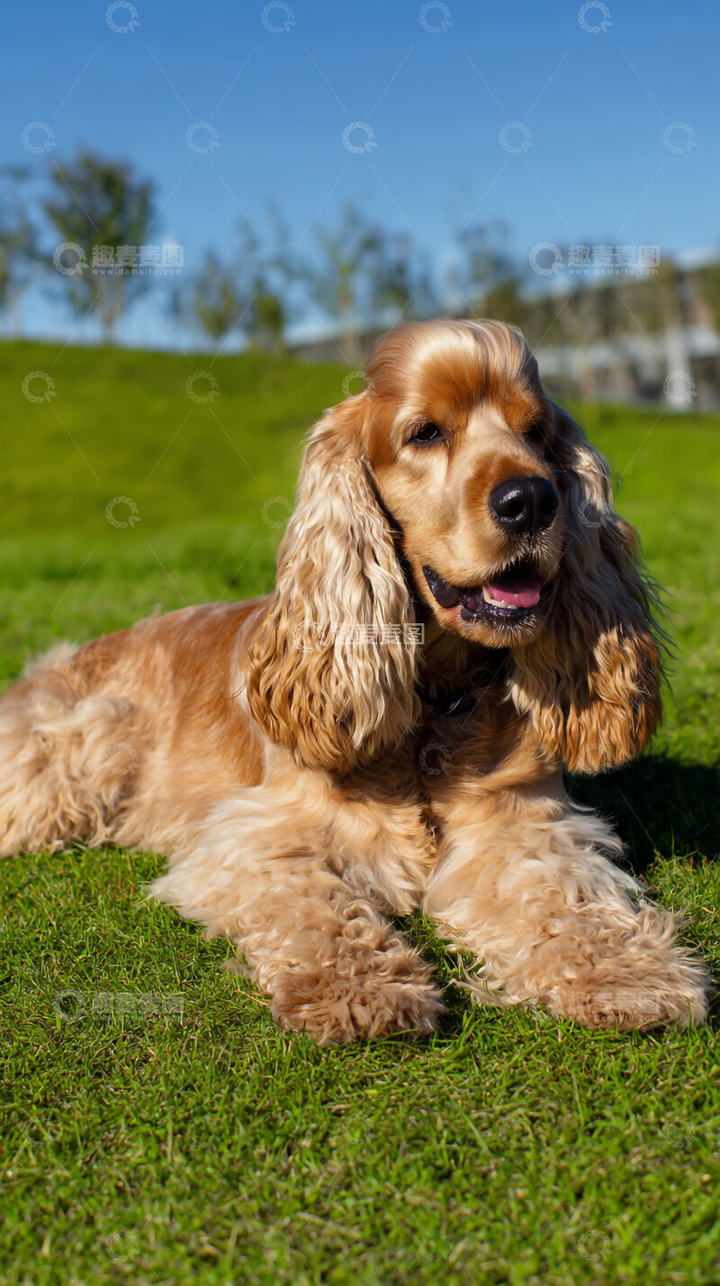 高清大图下载【趣麦麦图】可卡犬    金色    可爱