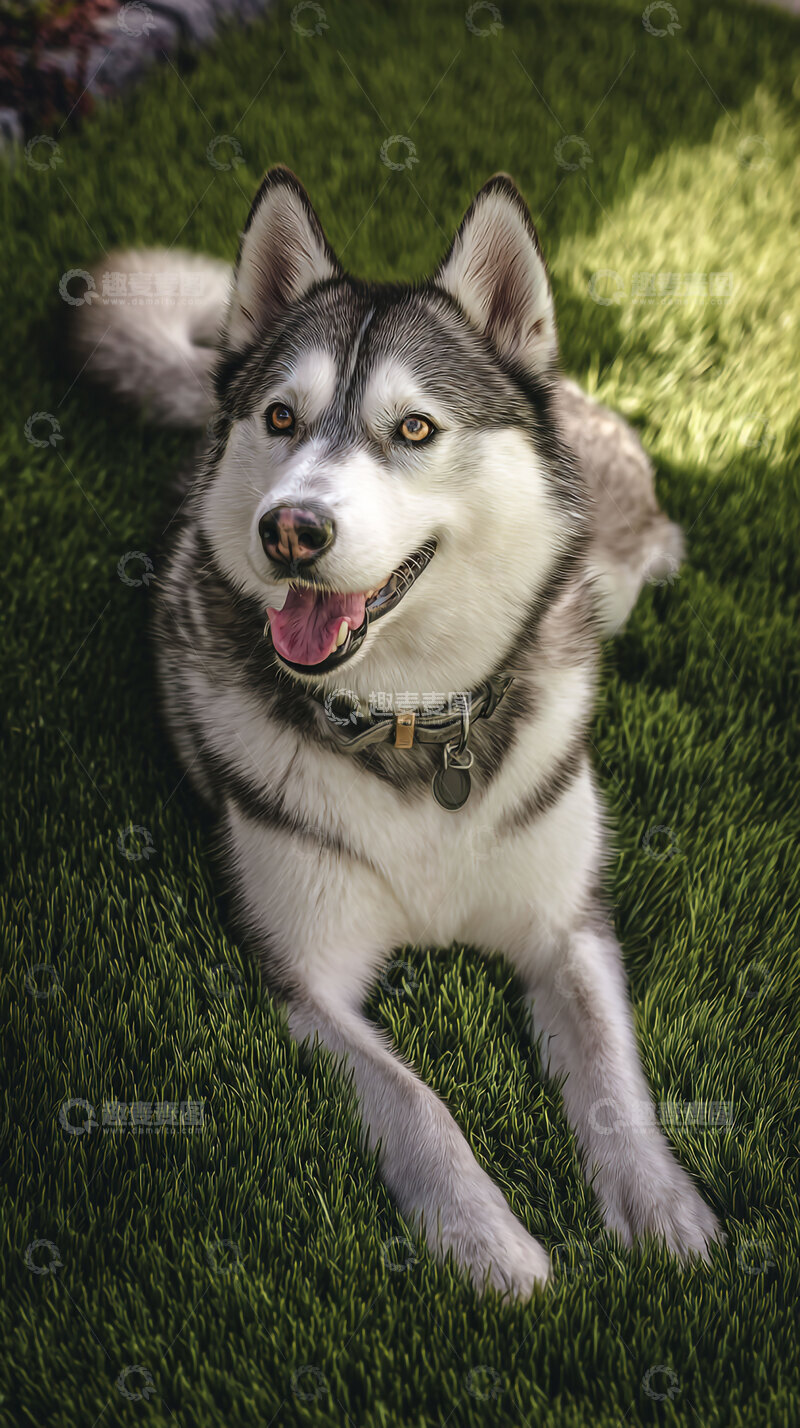 高清大图下载【趣麦麦图】雪橇犬   狗狗   可爱