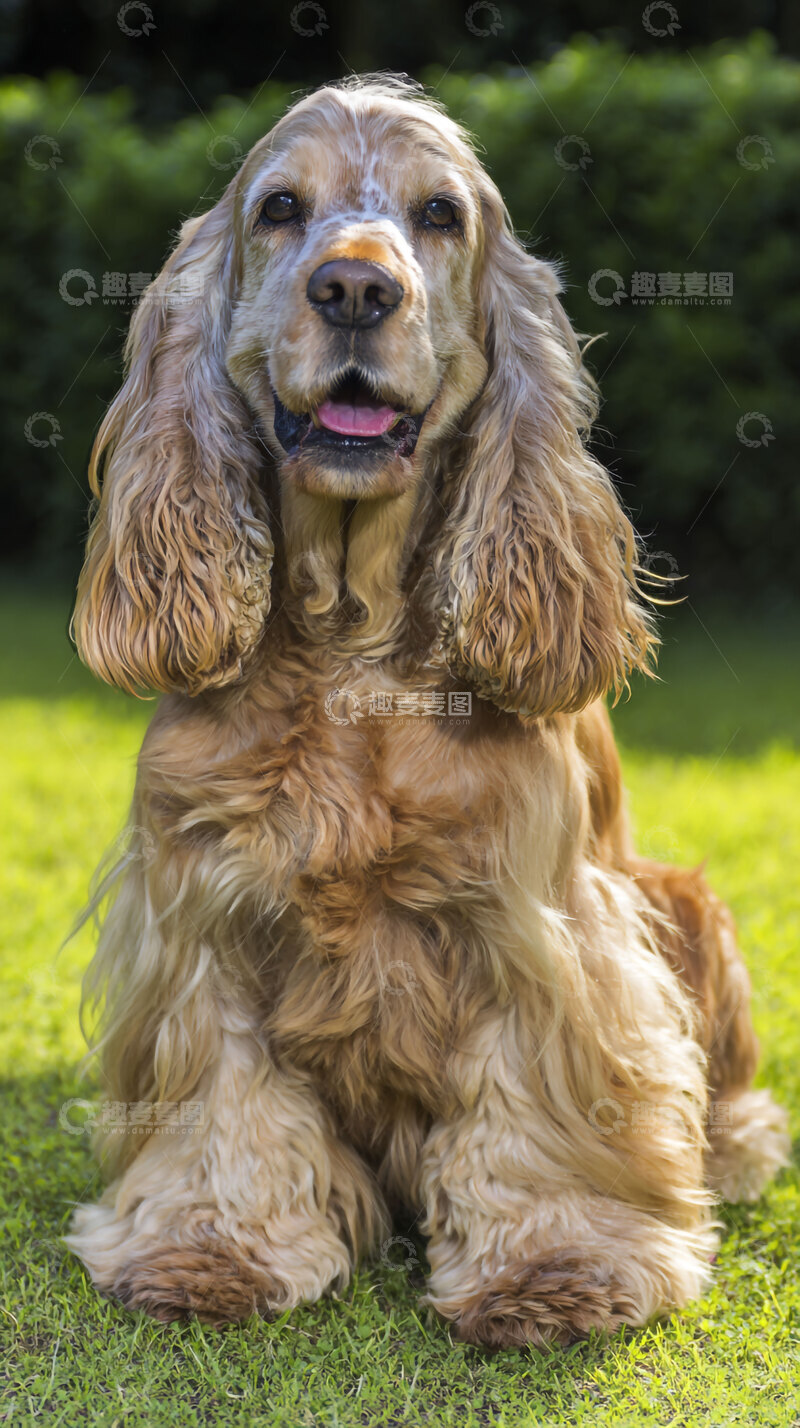 高清大图下载【趣麦麦图】可卡犬        狗狗     汪汪
