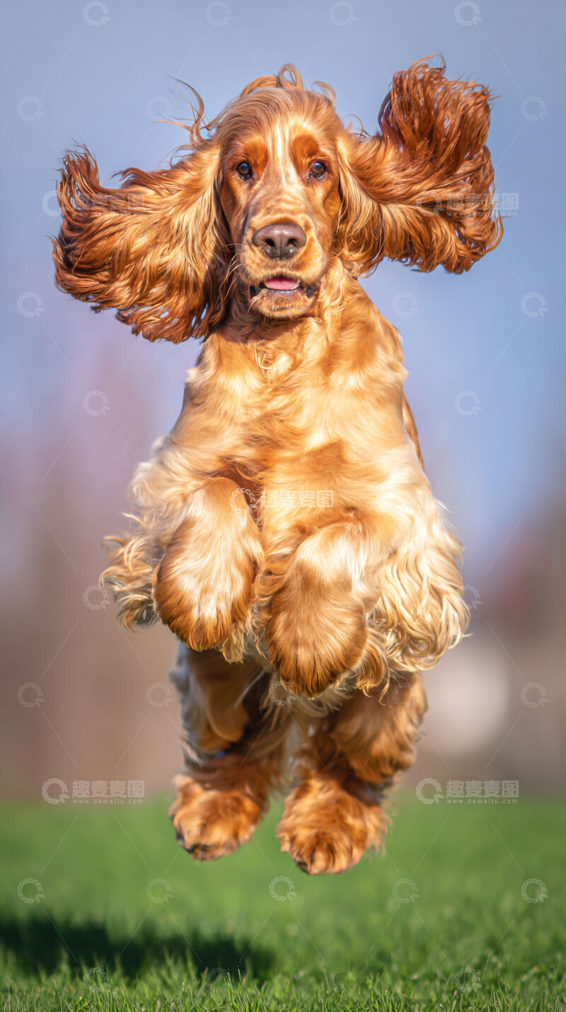 高清大图下载【趣麦麦图】可卡犬  动物   狗狗  