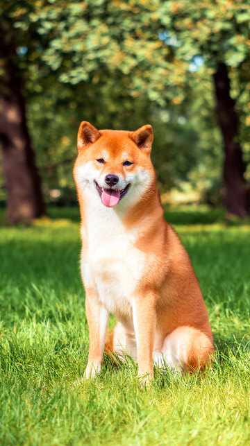 柴犬  萌萌哒   萌宠   