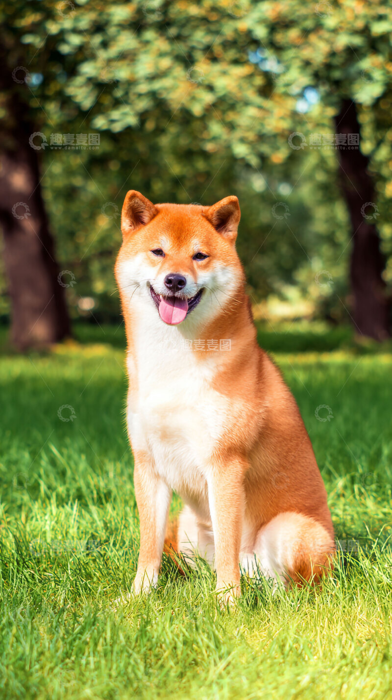 高清大图下载【趣麦麦图】柴犬  萌萌哒   萌宠   