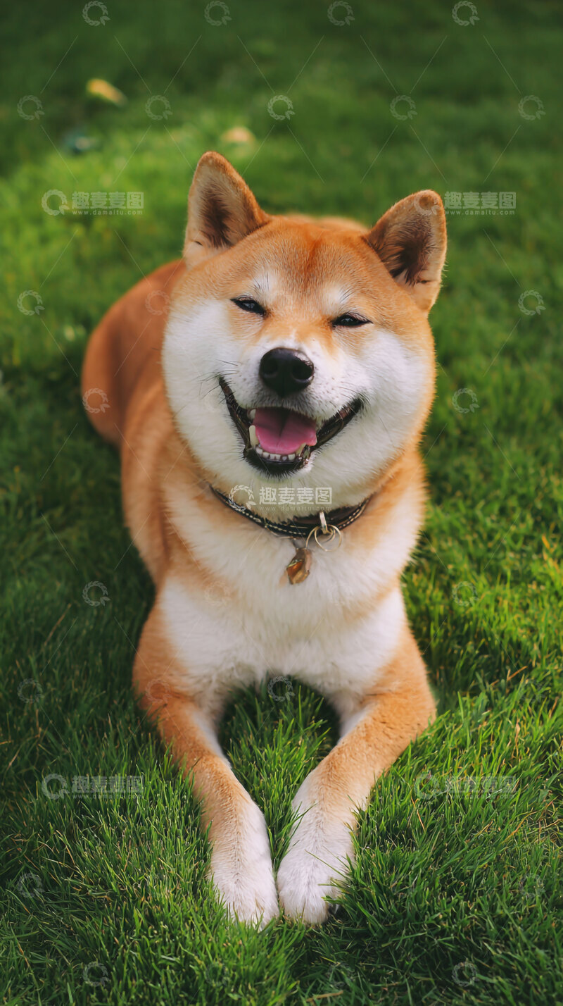 高清大图下载【趣麦麦图】柴犬  狗狗  汪汪