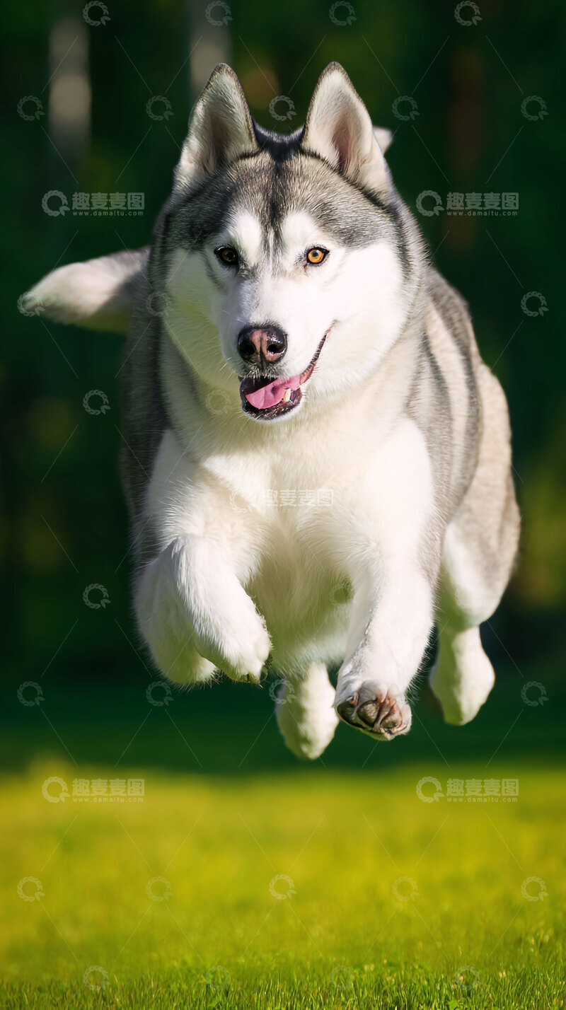 高清大图下载【趣麦麦图】雪橇犬   动物    萌宠