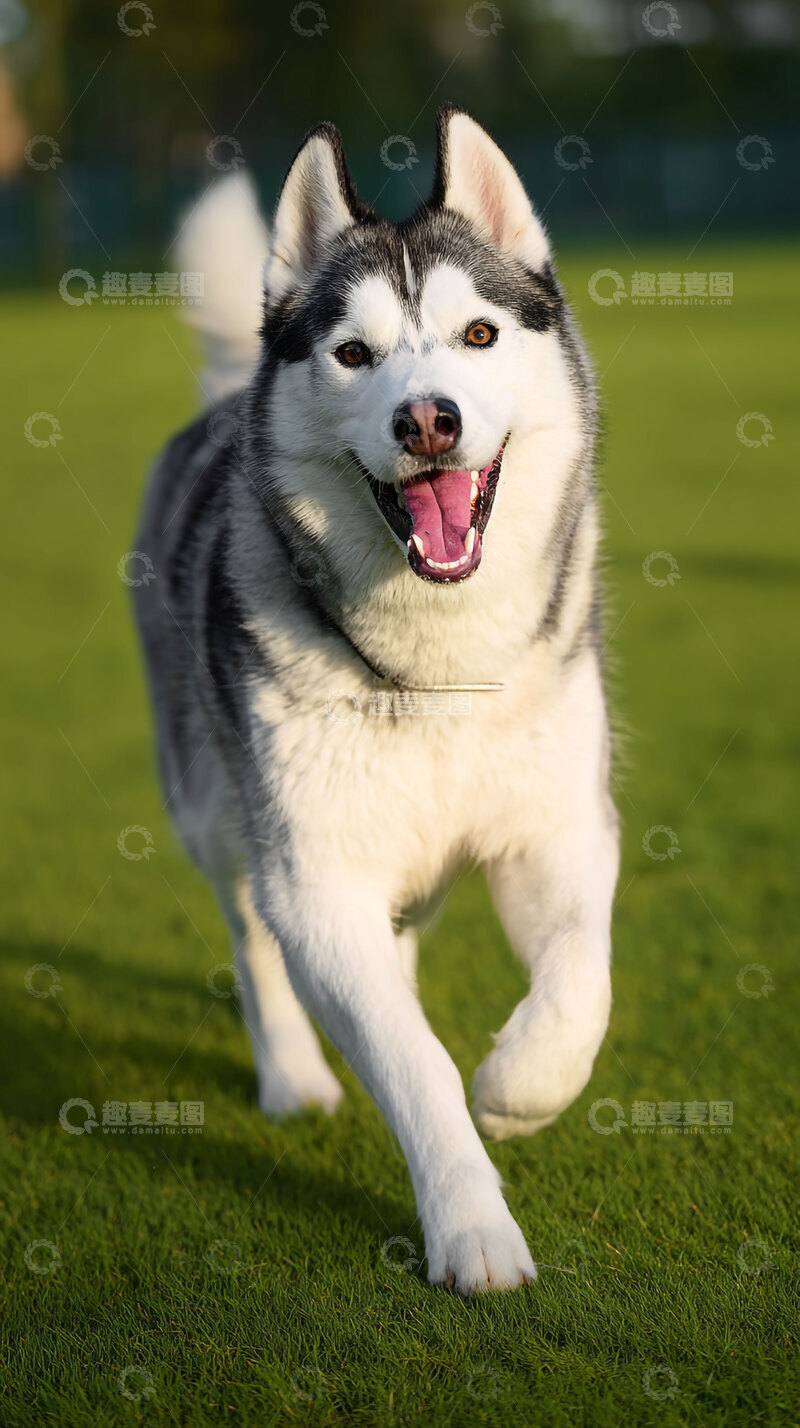 高清大图下载【趣麦麦图】雪橇犬  狗狗   萌宠  