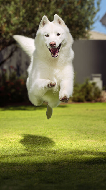 狗狗  雪橇犬   萌宠  