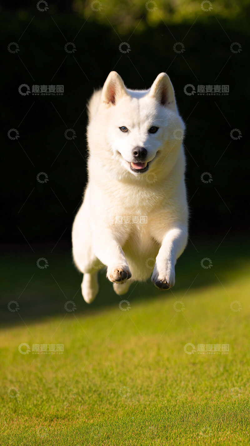 高清大图下载【趣麦麦图】雪橇犬  狗狗   白色 