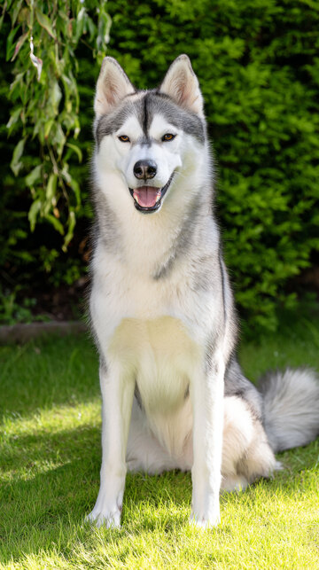 雪橇犬 动物  灵敏 