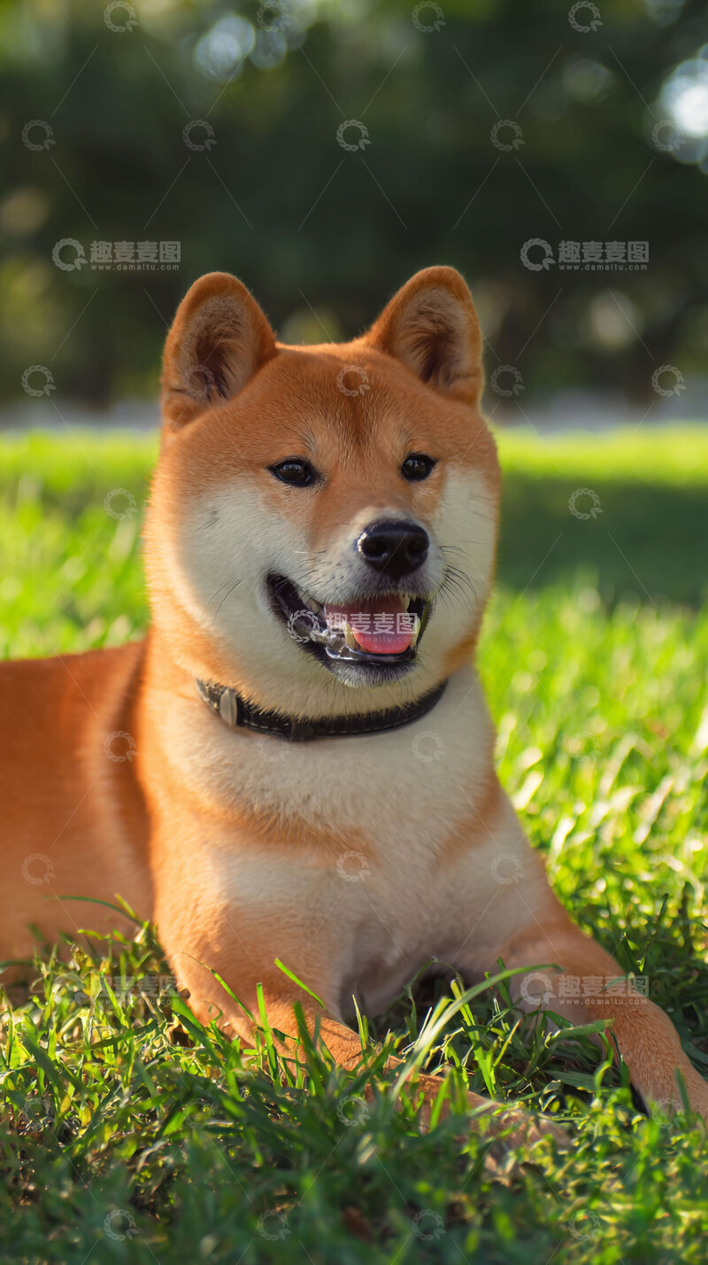 高清大图下载【趣麦麦图】柴犬  可爱   萌宠   